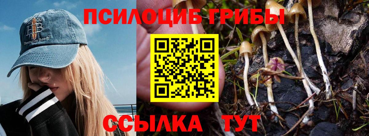 Псилоцибиновые грибы Psilocybe Юрга